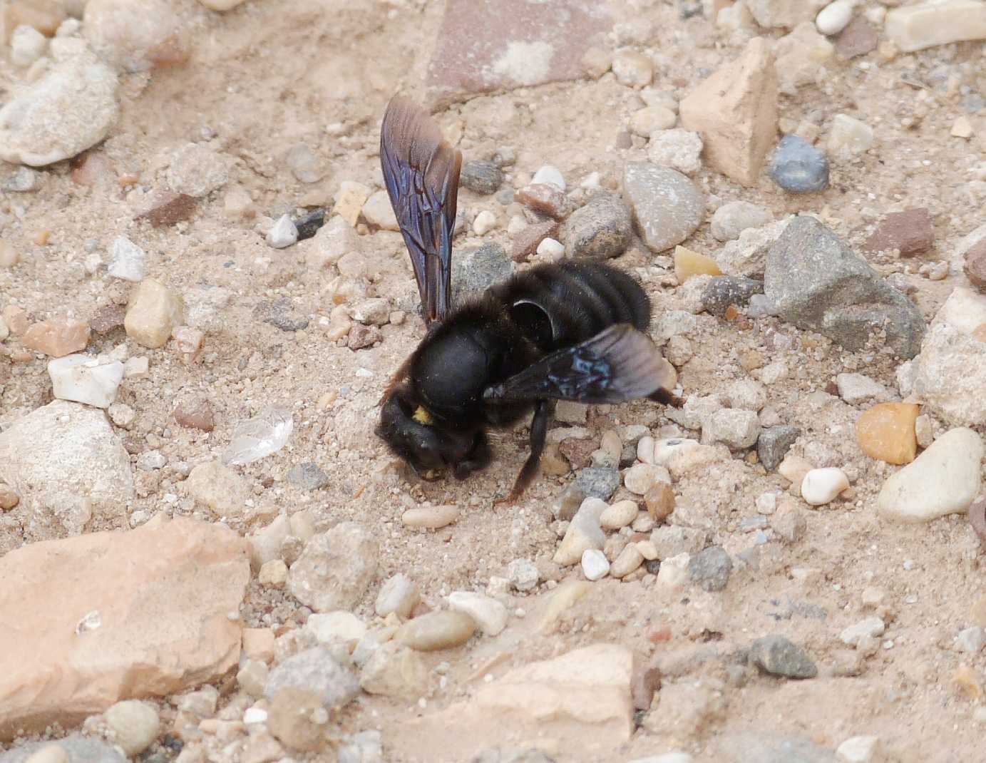 Chalicodoma parietina [Apidae Megachilinae] che raccolgono terra